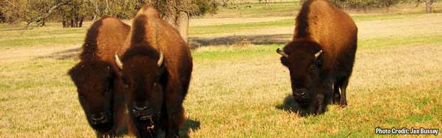 Fossil Rim Wildlife Center